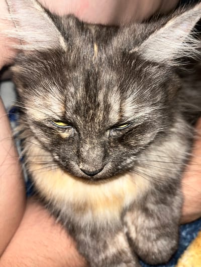 A close-up, low-angle, indoor shot shows a tortoiseshell cat with narrowed, yellow eyes and a slightly downturned mouth, appearing to be in a displeased or tired state. The cat's fur is a mix of grey, black, and orange, with lighter fur around its neck and chest. Its ears are perked up, and its whiskers are visible. The cat is being held, with parts of human arms visible around it. The background is out of focus, with hints of blue and yellow fabric. The image does not depict any elements that would allow for a specific location within the city of Oktyabrsky, Russia.