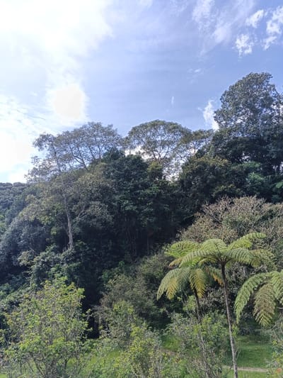 Lush greenery fills the frame, dominated by tall trees and a fern in the foreground. The tree cover transitions from lighter green foliage to denser, darker green higher up the hillside. Above the trees, a bright, partly cloudy sky occupies the top third of the image. The scene conveys a sense of depth and natural abundance.