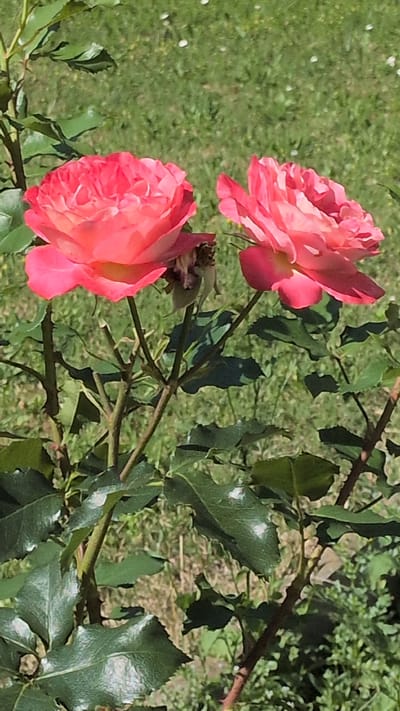 This media file depicts two vibrant pink roses in full bloom, set against a backdrop of lush green grass and foliage. The roses are the primary subjects, with one bloom positioned higher and to the left, and the second, slightly larger bloom, below and to the left. The petals of the roses exhibit a rich pink hue with subtle variations in shade, suggesting a warm and sunny day. The leaves of the rose bush are a deep green, with a slightly glossy texture, indicating they are healthy and well-hydrated. Some of the leaves have visible veins, adding to the detail of the natural scene. The stems of the roses are thin and brown, with small thorns visible on the branches, characteristic of rose bushes. In the background, the green grass appears slightly dry in patches, and there are scattered white specks, possibly petals or small flowers. The overall scene suggests a garden setting, likely outdoors during daylight hours, given the bright lighting and the vibrancy of the colors. There is no visible text in the image. The image captures a serene and natural moment, highlighting the beauty of the blooming roses. The setting appears to be a garden in Buttstädt, Germany.
