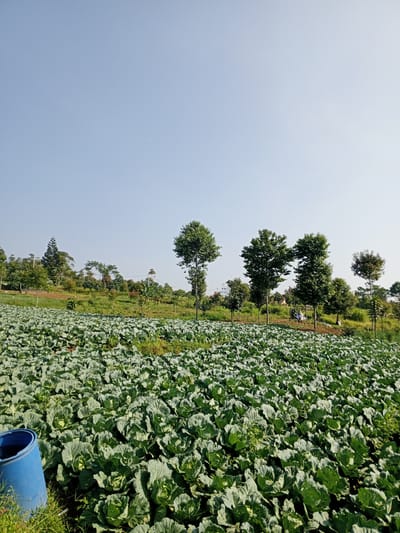 The image shows a large field of cabbages in Ban Katan, Laos. The sky is clear and light blue. In the background, there is a line of trees separating the field from higher ground. To the left is a blue plastic barrel in the foreground. There are a few people visible near the line of trees in the middleground.