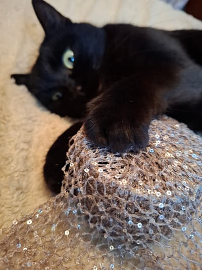 A black cat with green eyes is lying on a white, textured surface. The cat's head is in the lower left corner of the image, and its paw is resting on a sparkly, silver-colored net fabric. The scene appears to be indoors. There is no information in the image to indicate it is in Khlevnoye, Russia.