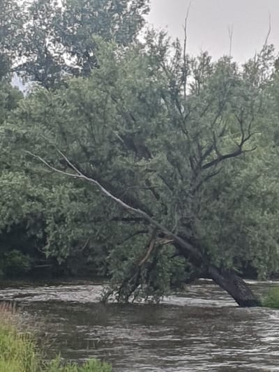 A river flows past a bank lined with lush green trees and vegetation. A large tree, its trunk partially submerged in the water, leans precariously over the river. Its branches are heavy with dense foliage, and a broken limb extends diagonally across the scene. The water appears to be swollen, with visible ripples and currents indicating a strong flow. The sky above is overcast, casting a muted light on the scene. The overall impression is one of a natural, untamed environment. This scene is located in the city of Mukhametovo, Russia.
