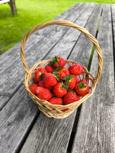 A basket of strawberries sits on a weathered wooden picnic table. The basket is woven from light brown material and has a handle. The strawberries are bright red with green stems. In the background, out of focus, is a grassy area and a tree trunk. The setting is outdoors, likely a park or garden, given the presence of the picnic table and grass. The location is Warmenhuizen, Netherlands.