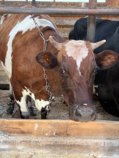 The image displays two cows within an agricultural pen or stable, located in Чумна, Russia. The photograph is oriented vertically, presenting the subjects as if tilted on their sides.
The most prominent subject is a brown and white patched cow, seemingly resting or lying down. Its head is towards the right side of the frame, with one eye clearly visible, exhibiting a calm expression. The cow has small, light-tipped horns. Its snout shows white residue, possibly from feed. A metal chain is visible around the cow's neck and draped over its shoulder, suggesting tethering or identification. The cow's body, extending to the left, showcases its distinctive brown and white markings.
Partially visible behind and above the brown and white cow is a solid black cow. The enclosure features weathered wooden posts on the right and rusty metal bars on the left, indicating a utilitarian farming environment. The ground appears to be dirt or concrete mixed with bedding material. The lighting suggests it is daytime. There is no visible text in the image.