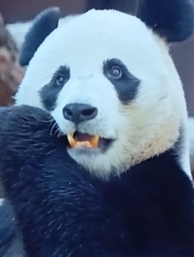 A close-up, slightly blurry, medium-shot photograph shows the face of a giant panda. The panda's head is tilted slightly to its left. It has characteristic black eye patches and black ears. Its mouth is open, revealing two prominent yellow teeth. The panda's fur is mostly black and white. Its left foreleg is visible in the lower left of the frame, covered in black fur. The background is out of focus and appears to be a muted brown. There are no identifiable landmarks or elements that would indicate a specific location in Chachersk, Belarus.