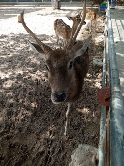 A close-up, eye-level shot captures a brown deer with large antlers standing on sandy ground. The deer faces the camera, its head tilted slightly. In the background, other spotted deer are visible, some appearing to be young. A metal fence runs along the right side of the frame, with a reddish-brown salt lick attached. The ground is covered in loose, dark brown sand with scattered dry grass and shadows cast by unseen trees. The scene appears to be an enclosure, possibly a zoo or wildlife park, located in Phước Hải, Vietnam.