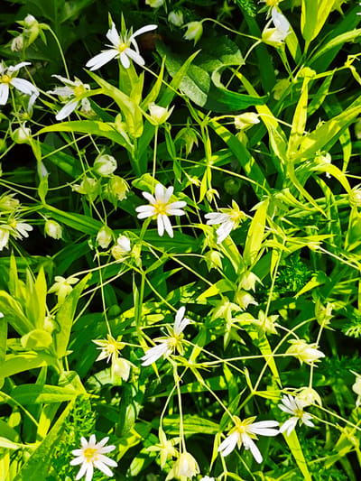 The image captures a dense patch of blooming wildflowers in the city of Боровково, Russia. The dominant colors are bright green and white. The white flowers, likely of the Stellaria genus, are scattered throughout the scene, interspersed amongst an abundance of green foliage. The leaves of the plants vary in shape, some being long and slender, others broader and more rounded. There is no indication of human presence. The image suggests a natural, undisturbed setting.