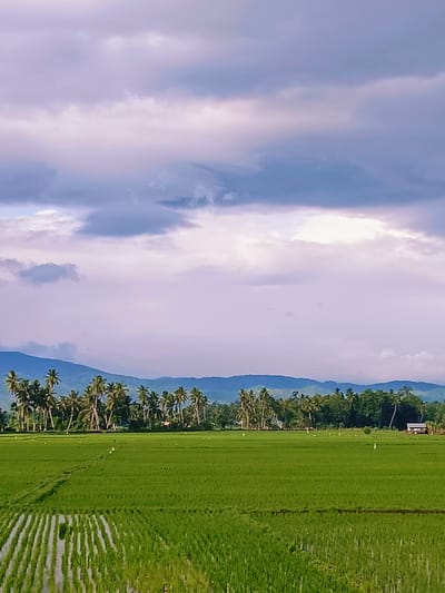 The image depicts a vibrant green rice paddy field stretching towards a line of lush palm trees and dense foliage. In the distance, undulating mountains form a scenic backdrop, partially obscured by a soft, hazy atmosphere. Above, a dramatic sky is filled with large, billowy clouds in shades of purple, gray, and white, suggesting either an approaching storm or the aftermath of one. The foreground of the rice paddy shows clear rows of young rice plants and standing water, reflecting the sky and creating a striped effect. A narrow, winding path cuts through the field. A small, simple structure, possibly a house or a shed, is visible amongst the trees on the right side of the frame. There are no people visible in the image. The scene is serene and natural, characteristic of rural landscapes in Pulo Dayah, Indonesia.