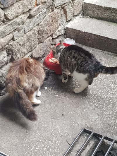 In Lomets, Bulgaria, two cats are eating from a red bowl placed on a concrete ground near a stone wall and stairs. The cat on the left has long, fluffy fur in shades of brown and white. The cat on the right is a tabby with black, white, and grey markings. A metal grate is visible in the foreground.