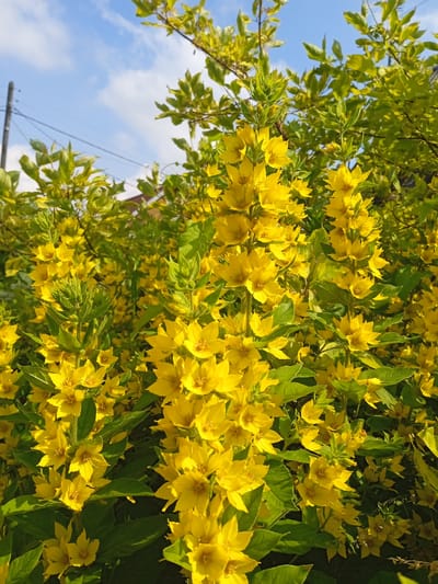 The media file shows a close-up of a cluster of bright yellow flowers with green leaves against a blue sky with white clouds. The flowers have five petals and a star-like shape. They are densely packed along tall stems, creating a vibrant and lush display. The leaves are elongated and pointed, with some appearing lighter green, possibly due to sunlight or variegation. In the background, a blurred glimpse of a building with a brown roof and a utility pole with wires can be seen, suggesting an outdoor, possibly residential, setting in Tosno, Russia. The lighting suggests it is daytime, likely morning or afternoon, given the bright sunlight illuminating the flowers and casting shadows. The scene evokes a feeling of summer or late spring, with the flowers in full bloom. No people or text are visible in the image.