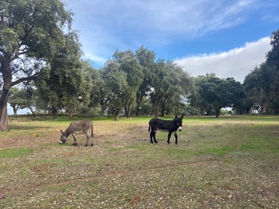 The image displays a rural landscape in Montemor-o-Novo, Portugal. Two donkeys are visible on a field of sparse green grass and brown earth. In the left-middle ground, a light grey donkey is depicted with its head lowered, engaged in grazing. To its right, in the right-middle ground, a dark-coated donkey featuring a prominent white muzzle stands erect, facing the viewer with a slight turn to its right. The background is dominated by numerous mature trees with full green canopies, consistent with a dehesa or montado environment. The sky above is partly cloudy, displaying patches of blue sky and white cumulus clouds. No human subjects or man-made structures are present.