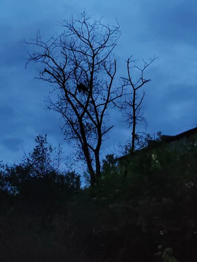The image shows a dark, moody scene with bare tree branches silhouetted against a deep blue, cloudy sky. In the foreground, there is a dense patch of dark greenery. To the right, a portion of a building with a dark roof and lighter walls is visible, perched on an elevated area that is also covered in dark foliage. The overall impression is one of twilight or a stormy evening. There are no people or specific landmarks visible that would indicate a precise location within the city of Nakhodka, Russia.