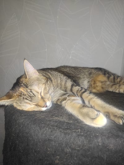 A tabby cat is sleeping on a dark, furry surface, likely a pet bed or piece of furniture. The cat is lying on its side with its eyes closed, its head resting on its paws. Its fur is a mix of brown, black, and tan stripes. The background is a light-colored wall with a subtle patterned texture. The lighting is dim, suggesting an indoor environment. There are no people or other animals visible in the image. The scene is calm and peaceful. This image does not contain any information that would indicate its location in Modena, Italy.