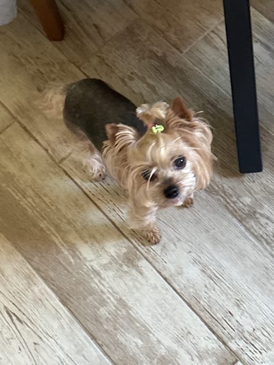 A small, long-haired dog with a grey and tan coat is seen from an overhead perspective. It is standing on a light-colored, wood-patterned floor. The dog is looking up with its front paws slightly raised. Part of a dark-colored object, possibly a table leg, is visible in the upper left corner of the frame. A small green object hangs from the dog's ear. Part of a foot and a garment are at the very bottom left of the image. The location is likely indoors, but there's no information pointing to Lehchevo, Bulgaria.