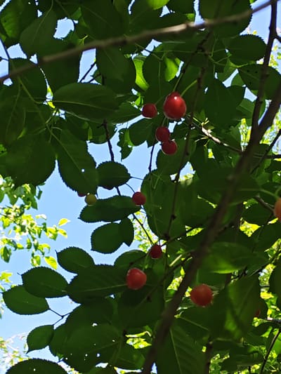This is a close-up, low-angle shot of a cherry tree branch against a bright blue sky. Several ripe red cherries are visible, some hanging individually and others in small clusters. The cherries are round and have a smooth, shiny surface. Dark green leaves surround the fruit, some with serrated edges, and are partially obscuring the sky. The branches are brown and thin. Sunlight filters through the leaves, creating dappled light and shadow effects. The image is taken outdoors in what appears to be a natural setting, likely a garden or orchard. The location is in the Чонкаўскі сельскі Савет, Belarus.