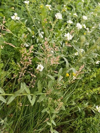 This is a close-up, eye-level, vertical, medium shot photograph of a meadow filled with various types of vegetation. The foreground is dominated by tall, green grass and stalks of light brown seed heads. In the midground and background, there are numerous clusters of small white flowers and some scattered yellow flowers amongst lush green foliage. The lighting is overcast, casting a soft, diffused light on the scene, with no direct sunlight visible. The overall impression is one of a natural, uncultivated green space. There are no people, structures, or identifiable man-made objects present in the image, and therefore no specific location within the city of Tugulym, Russia can be determined.