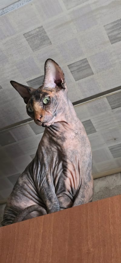 A Sphinx cat with green eyes and a patterned coat is perched on a wooden surface, looking down to the left. The background consists of a tiled ceiling and a wall. The image is taken indoors.