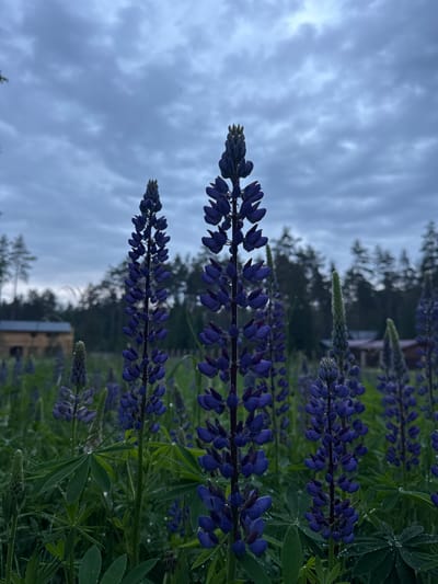 The image depicts a field of purple lupine flowers under a cloudy sky. In the background, there is a wooded area with coniferous trees, and a rustic wooden building is visible to the left. Dewdrops are present on the lupine flowers and leaves. The scene appears to be in a rural or natural setting, possibly in Aleksandrovka, Russia, given the context. There are no people or animals visible in the image. The overall mood is serene and natural, with the dark clouds suggesting either dawn, dusk, or impending rain.