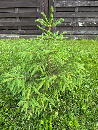 An image shows a small, green spruce tree standing in a grassy area in front of a dark brown wooden fence. The fence is constructed from horizontal planks, with some signs of weathering and fading on its surface. The grass surrounding the tree is lush and green, with some smaller plants and weeds interspersed throughout. The image appears to be taken outdoors in natural light. There are no people or animals visible in the scene. The location is identified as Vnukovo, Russia.