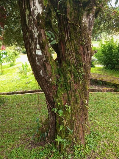 A mature tree with a split trunk dominates the frame. The bark is textured and covered with moss and clinging vines. Two small tags are affixed to the left trunk. The surrounding area is a vibrant green lawn, interspersed with small plants and patches of clover. In the background, a blurred garden with shrubs, flowers, and a stone path is visible, suggesting a park or botanical garden setting.