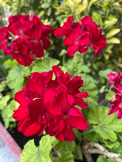 This media file is a close-up, top-down shot of several bright red geranium flowers. The flowers are in focus, with their delicate petals a deep crimson hue, some appearing almost velvety. The background is a blur of green foliage, some of which has a yellowish variegation, and parts of a weathered, light brown branch are visible. A reddish-brown pot rim is also present in the lower right corner, suggesting the flowers are potted. The lighting appears to be natural, likely daylight, given the brightness and the slight sheen on the petals. There is no text visible in the image. The overall impression is one of vibrant natural beauty, focusing on the intricate details of the flowers.