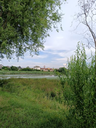 This media file depicts a pastoral scene with a body of water in the foreground, likely a river or lake, bordered by lush green vegetation. The water is partially covered with aquatic plants, and reeds line the banks. Beyond the water, a line of trees separates the natural landscape from a small settlement. Several houses are visible, some with white facades and green roofs, suggesting a residential area. In the distance, a water tower stands out against the sky.

The foreground is dominated by the dense green foliage of trees. On the left, a large tree with cascading branches hangs over the scene, its leaves creating a dappled effect. On the right, a more sparse, bare tree with contorted branches reaches towards the sky. Between these, in the mid-ground, is the body of water, and then the verdant bank with reeds and grasses.

The sky is overcast with scattered clouds, indicating a mild or possibly humid day. The overall lighting suggests it is daytime, likely late morning or afternoon. The scene evokes a sense of tranquility and natural beauty. There is no visible text in the image. The location is identified as Târgu Jiu, Romania.