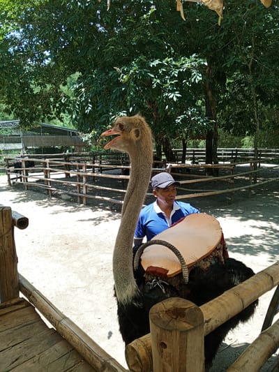 In Khánh Vĩnh, Vietnam, a man in a blue shirt and a grey baseball cap stands next to an ostrich in an enclosure. The ostrich has a long, grey neck and is facing left with its mouth open. The man is holding onto the ostrich's back, which is fitted with a light brown saddle. The enclosure is made of wooden fences, and the ground is covered in sand. Trees and foliage surround the enclosure, with a shaded area under the trees. The scene suggests a tourist attraction or wildlife park.