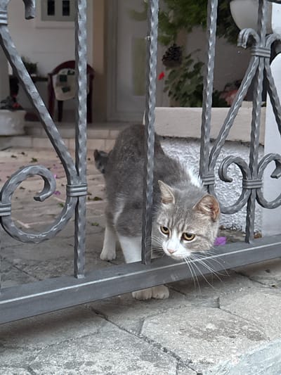 A grey and white cat peers through a decorative metal fence. The cat has yellow eyes and is looking to its right. Its body is mostly grey with white on its chest and paws. Behind the cat, a purple flower is visible, adding a touch of color to the scene. The fence is made of wrought iron with a dark grey finish, featuring ornate scrollwork. The background is a mix of rough stone paving and what appears to be a wall or building. The overall setting suggests an outdoor environment, possibly a courtyard or garden, in a Mediterranean-style location given the stone textures and the presence of flora. The image has a slightly tilted perspective, with the cat positioned in the lower left quadrant. No people are visible, and there is no discernible text in the image. The lighting suggests it could be daytime, with soft shadows.