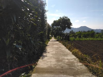The image captures an outdoor scene in Ban Lao Ta, Laos, under bright daylight. A narrow, light gray concrete path extends from the foreground into the background, curving gently to the left. On the left side of the path, a dense wall of dark green, broad-leaved vegetation, possibly a hedge or crop, stands tall, casting shadows across sections of the path. A faint red linear object is partially visible on the ground in the lower-left corner. On the right side of the path, an area of dark brown, tilled earth is present, bordered by patches of dry, light-brown grass. Further into the mid-ground on the right, a large green tree with a full canopy is visible, alongside a dark, rectangular utility box or structure. Beyond these, rows of smaller green trees or shrubs extend into the distance. The background features undulating, vegetated hills or mountains under a clear, light blue sky with scattered wispy clouds. No individuals are present in the depicted scene.