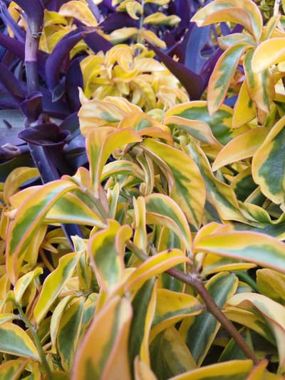 The image displays a close-up, high-angle view of dense plant foliage. In the foreground and midground, a variegated plant species is prominent, characterized by numerous leaves that are primarily yellow with irregular green patterns, including streaks, blotches, and margins. These leaves are generally ovate to elongated with smooth edges. Thin, reddish-brown stems are visible amongst the leaves. In the out-of-focus background, a different plant species with dark purple, slender, and elongated leaves is present. No human figures, animals, or man-made structures are visible. The scene is located in Ndeiya, Kenya.
