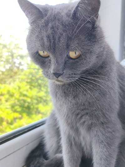 A close-up, vertical, medium-shot photograph captures a grey cat with yellow eyes looking down and to its left. The cat is positioned on a white window ledge, with a blurry green background of trees and foliage visible behind it. The lighting suggests it is daytime, with sunlight illuminating the scene from the left. The cat's fur is short and grey, with prominent white whiskers extending from its muzzle. The image is taken in Loris, Russia.