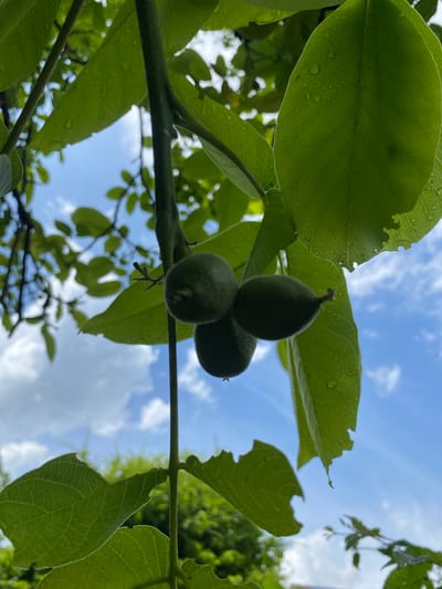 The image shows a close-up view of a tree branch with green leaves and three unripe walnuts. The leaves are slightly wet, possibly from rain or dew. Some leaves have signs of insect damage. The background reveals a partly cloudy sky. The photograph was taken outdoors in natural lighting. The location is Boudry, Switzerland, based on the available information. There are no people present in the image.