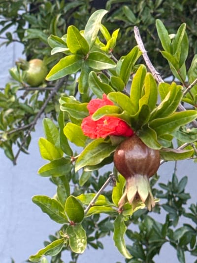 In a close-up, eye-level shot, a pomegranate tree branch is captured against a muted blue background, likely a wall, under natural lighting conditions. The branch is laden with vibrant green leaves, some of which exhibit lighter green or yellowish variegation. Two bright red pomegranate flowers, characterized by their ruffled petals, are prominently displayed. Nestled among the foliage is a developing pomegranate fruit, a deep reddish-brown sphere with a lighter green base where its sepals are still attached. The overall scene suggests a close-up view of the blooming and fruiting stage of a pomegranate tree in what appears to be a cultivated setting within Burtaiši, Montenegro.