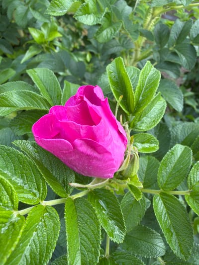 A close-up, eye-level, vertical shot focuses on a bright pink, partially opened rose bloom surrounded by lush, green foliage. The rose is centered on the left side of the frame, with its petals showing a rich, velvety texture and subtle variations in shade. Several green leaves, some appearing slightly wet, are scattered around the bloom. The background consists of more green leaves, creating a soft, natural backdrop. The image appears to have been taken outdoors in a garden or natural setting. The specific location in Southend-on-Sea, United Kingdom, cannot be determined from the visual information provided.