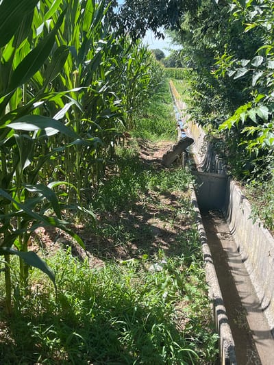This media file depicts a sun-drenched agricultural scene in Castiglione delle Stiviere, Italy. The primary subjects are a cornfield, characterized by its lush green stalks and broad leaves, and a concrete irrigation channel that snakes through the landscape. The channel appears to be filled with water, reflecting the bright sky.

The scene is set outdoors, with vegetation dominating the foreground and midground. Tall, leafy trees frame the upper left portion of the image, casting dappled shadows. The ground beside the channel is covered in dry soil and patches of wild grass, indicating a warm, possibly dry weather condition. Sunlight is strong, creating distinct shadows from the trees and the channel's edge, suggesting it is daytime, likely late morning or early afternoon.

There is no discernible activity or event taking place; the image captures a static moment in time, emphasizing the tranquility of the rural environment. A notable detail is a piece of driftwood or a fallen branch resting in the irrigation channel. The overall impression is one of a fertile agricultural landscape bathed in bright sunlight, common in the Italian countryside during warmer months. There is no visible text in the image.