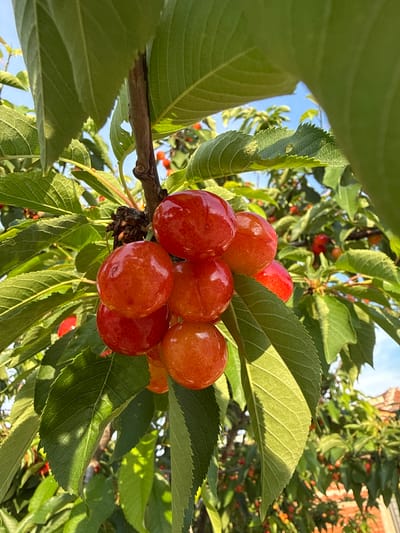 The image captures a vibrant close-up of a cluster of cherries ripening on a tree branch in Belozem, Bulgaria. Approximately ten cherries are prominently featured in the center, displaying a spectrum of colors from bright reddish-orange to more subdued orange-yellow with a red blush, indicating different stages of maturation. Their surfaces are glossy and reflective under the bright sunlight.
The cherries are nestled among lush, green cherry leaves. Large, out-of-focus leaves occupy the left foreground, framing the central subject, while other leaves in the mid-ground and background are sharply defined, showcasing their detailed venation and serrated edges. Sunlight filters through the canopy, creating strong highlights and shadows on the foliage.
In the background, more green leaves and branches of the cherry tree are visible, dotted with smaller, out-of-focus red and orange fruits. A clear blue sky is visible through gaps in the leaves, particularly on the upper left. A faint outline of a reddish-brown brick building or structure can be discerned in the upper right background. The bright and clear illumination suggests it is daytime, likely a sunny morning or late afternoon. No text is visible in the image. The scene evokes a feeling of natural abundance and the freshness of ripening fruit.