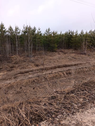 The image depicts a landscape in what appears to be a rural or semi-rural area. In the background, there is a line of evergreen trees, likely pines, with some bare, deciduous trees interspersed. The foreground is dominated by dry, brown vegetation, including grass and small shrubs. There are visible tire tracks in the ground, indicating vehicle traffic. The sky is overcast and grey. Based on the prompt, the location is assumed to be near Krasnyi Mayak, Russia.