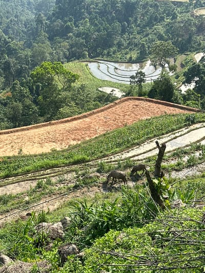 This vertical image presents a scenic panoramic view of terraced rice fields carved into a lush, mountainous landscape in Thông Nguyên Commune, Vietnam. The scene is illuminated by bright daylight, revealing a spectrum of greens, browns, and reflective watery surfaces under clear skies.

In the mid-ground, a large, arcing rice terrace stands out with its reddish-brown, freshly tilled soil, indicating it's prepared for the next planting cycle. Adjacent to and below this, several other terraces are filled with water, their smooth, reflective surfaces mirroring the sky, suggesting they are ready for transplanting rice seedlings. Further down, some terraces are already vibrant green with young crops, showcasing different stages of agricultural activity.

The backdrop is dominated by dense, verdant forests that blanket the undulating hills and mountains, stretching into the hazy distance and conveying the region's rich natural environment. In the right mid-ground, two animals, likely water buffalo or cattle, are seen near a path or lower field, possibly grazing. A sturdy, weathered tree branch or stump protrudes from the right foreground, partially framed by thick green foliage, suggesting an elevated viewing point. The image captures the harmony between human agricultural endeavors and the natural grandeur of the Vietnamese highlands, embodying a peaceful rural setting. No text is visible in the image.