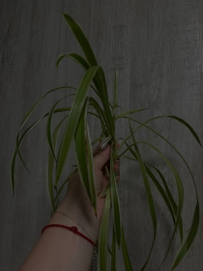The image shows a hand holding a spider plant with long, arching leaves. The plant has green leaves with white edges. The hand is wearing a silver chain bracelet and a red string bracelet. The background is a wooden surface with a gray wood grain pattern. The lighting is dim, suggesting it might be evening or indoors. The scene appears to be a close-up shot, focusing on the plant and the hand. There is no visible text in the image. The location context provided is Tikhoretsk, Russia.