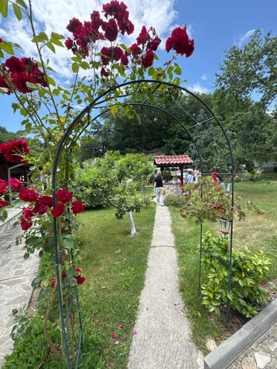 The scene depicts a well-maintained garden path within Melnik, Bulgaria, on a clear, sunny day. A concrete pathway extends from the foreground into the midground, flanked by grass lawns. On the left, a vibrant red climbing rose plant with green foliage densely covers a green metal archway, under which the path passes. Numerous red rose petals are scattered on the grass and edge of the path.

In the midground, a woman with blonde hair, wearing a black shirt and white and black striped pants, walks away from the viewer on the path, carrying a yellow bag. Ahead of her and slightly to the right of the path, a stone well structure with a distinctive red-tiled gabled roof is visible. Several other individuals are gathered around the well area, partially obscured. To the right of the path, a second section of the green metal archway is present, from which a red pot containing green-leafed plants and a small solar-powered lantern are suspended. Below this, a small evergreen shrub is planted. A concrete curb marks the edge of the garden on the far right.

The environment is characterized by lush greenery, including various trees and shrubs bordering the garden area. Dense forested hills are visible in the background, particularly to the left. The sky overhead is bright blue with scattered white cumulus clouds.