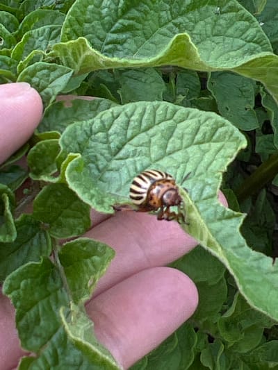 A close-up shot shows a potato beetle on a vibrant green leaf, with a human finger gently touching the leaf next to the beetle. The beetle has a distinctive pattern of brown and yellow stripes on its back and is positioned on a partially eaten leaf, indicating it is feeding on the plant. The surrounding area is filled with more lush green potato leaves, suggesting an outdoor setting. The lighting appears natural, hinting at a daytime scene, possibly in a garden or agricultural field. The image focuses on the interaction between the human and the insect, highlighting the small details of the beetle's appearance and the texture of the leaves. No text is visible in the image.