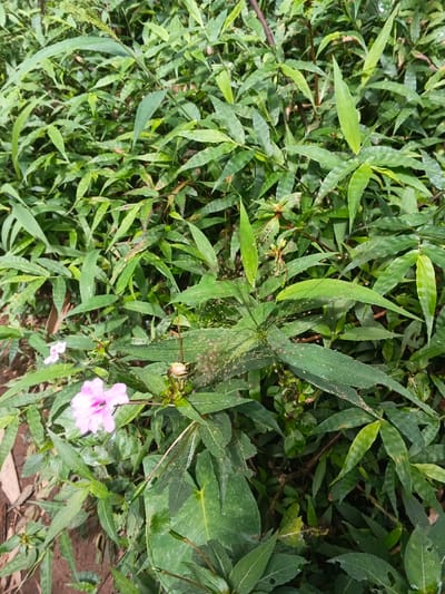 Lush green foliage dominates the scene, primarily composed of bamboo-like leaves. Interspersed are wider, textured leaves from other plants. A delicate pink flower stands out on the lower left, contrasting with the green. Some plants show seed heads with sparse clusters. The foreground reveals patches of soil and decaying leaves. The overall impression is one of dense, untamed greenery with varying plant species.