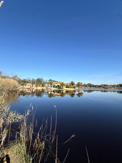 This image presents a serene waterscape in Mira, Portugal, under a bright, cloudless blue sky. The upper third of the frame is dominated by the clear blue sky, which transitions into a perfectly still, dark body of water occupying the middle and lower two-thirds. Along the immediate left and bottom edges of the water, clusters of tall, dry, straw-colored reeds and green aquatic vegetation are visible, some partially submerged. The opposite bank, reflected with precision in the water, features a series of Mediterranean-style buildings with light-colored, possibly tan or ochre, facades and red-tiled roofs. These structures are interspersed with mature green trees and several prominent palm trees. The reflections of the buildings, trees, and palm trees are sharp and complete in the water's surface. A distant treeline extends along the far right horizon. No individuals or specific actions are discernible within the visible scene, though a faint shadow, likely cast by the photographer, appears in the lower left corner.