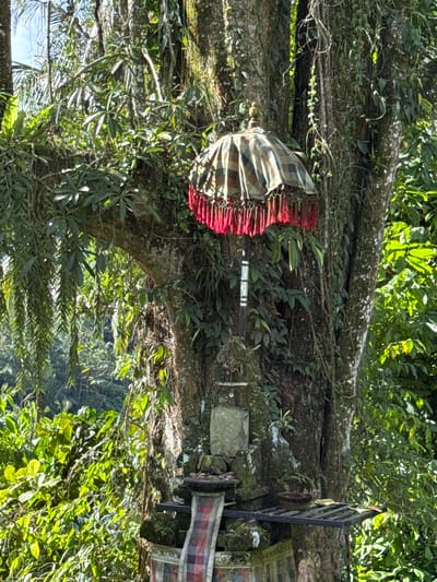 In the city of Sidemen, Indonesia, a traditional Balinese umbrella with red fringes is attached to a large, moss-covered tree. Below the umbrella, a small altar is built into the tree, adorned with offerings and a woven cloth. Lush green foliage surrounds the scene, hinting at a tropical environment. The lighting suggests it is daytime, with dappled sunlight filtering through the leaves. The overall impression is one of natural beauty and cultural reverence.