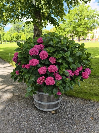 The image depicts a large, vibrant hydrangea bush in full bloom, with clusters of pink flowers. The bush is housed in a rustic wooden barrel planter, which sits on a gravel path. The background features a lush green lawn, trees, and a glimpse of a building, suggesting an outdoor setting in a park or garden. The lighting indicates it is daytime, with sunlight casting shadows on the gravel. The scene is located in Ekerö kommun, Sweden, likely a public space given the manicured grounds and the presence of a paved path. There are no people or animals visible in the frame.