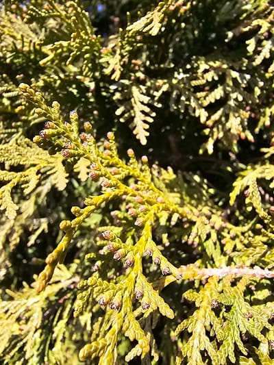 The image captures a detailed close-up of the foliage of a coniferous plant, consistent with a species from the cypress family (Cupressaceae), such as Thuja, located in Donchevo, Bulgaria. The plant's branches are covered in dense, scale-like leaves, exhibiting a predominant yellowish-green coloration with areas of deeper green in shadow. Numerous small, ovoid to conical seed structures or immature cones, approximately 2-5mm in size and colored reddish-brown to dark brown, are present along the branchlets. The scene is brightly lit by direct sunlight, highlighting the texture of the leaves and creating contrast. The foreground elements are in sharp focus, while the background consists of blurred, similar foliage, indicating a dense botanical environment. No individuals, animals, or artificial objects are visible.