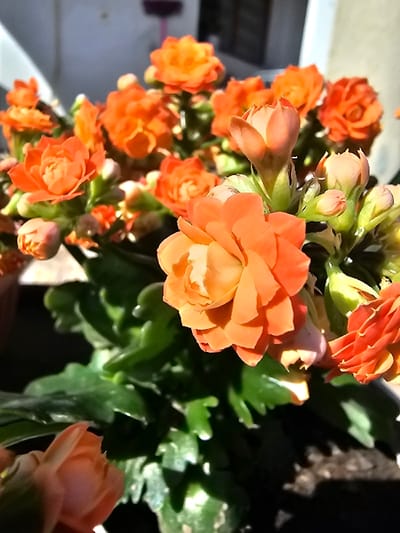 A close-up photograph depicts a potted Kalanchoe plant, featuring numerous orange, multi-petaled blossoms and buds. The flowers exhibit varying stages of bloom, with some fully open and others as tight clusters. Dark green, succulent leaves are visible beneath and among the floral arrangements. The scene is illuminated by bright natural light, casting distinct shadows on the foliage. The background is out of focus, revealing a light-colored structure, possibly a building wall, with a darker rectangular element in the upper right portion, consistent with an outdoor setting. No people or overt actions are visible. This scene is located in Donchevo, Bulgaria.