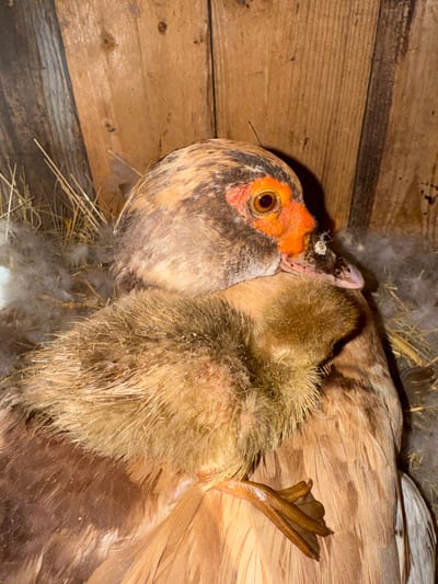 A close-up, eye-level shot captures a mother duck and her chick nestled in a dimly lit wooden coop. The mother duck, with striking orange facial markings and dark eyes, shelters her fluffy, light brown chick. The coop's rough wooden walls and straw bedding create a rustic environment. The scene, located in Shcherbanka, Ukraine, conveys a sense of warmth and maternal care.
