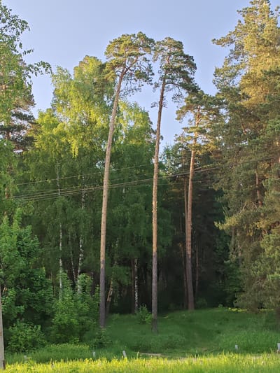 The image depicts a forest scene in Mikhnevo, Russia. Three tall, slender pine trees dominate the center of the frame, their trunks bare for most of their height before branching into dense green foliage at the top. The surrounding forest includes birch trees with light-colored bark and other coniferous trees with darker green needles. Power lines are visible running horizontally across the middle ground. The foreground features a grassy area with a slightly raised path leading into the trees. The sky is light blue and clear.
