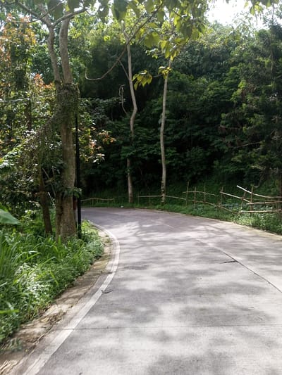 A curving gray asphalt road winds through dense green foliage. Tall trees line the road, casting dappled shadows on the pavement. A broken bamboo fence borders the right side, separating the road from the thick undergrowth. The left side is marked by a white painted line along the edge, with lush greenery growing close to the roadside. The scene suggests a quiet, natural setting, likely a park or rural area.